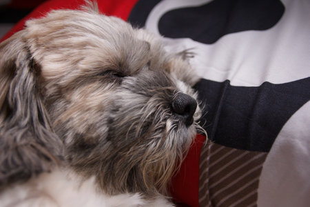 Close up of Shih Tzu dog sweet dream on the bedの写真素材