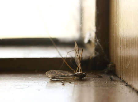 Daddy Longlegsの写真素材