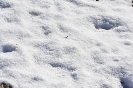 Snow on grass under contrasty sun photo