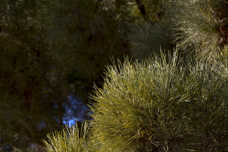 Pine tree close up photo