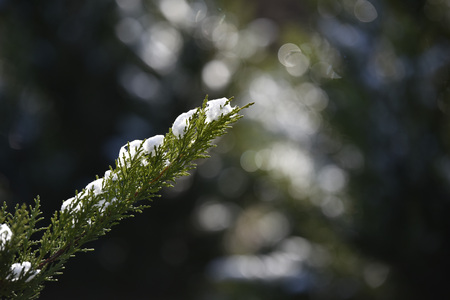 Snow on pine tree photoの写真素材