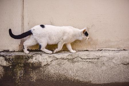 Running cat on the street photoの写真素材