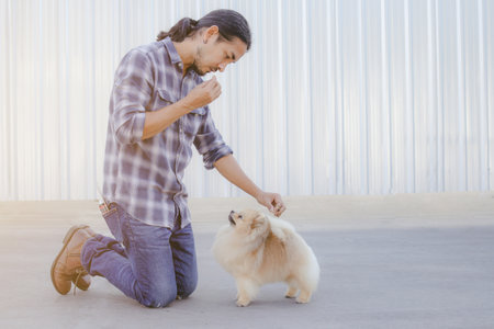 Portrait of a handsome Asian man with long hair wearing a blue checkered shirt and jeans. Training his Pomeranian dogs for competitionの写真素材