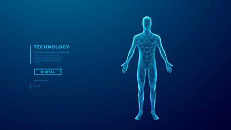 Abstract human body. Wireframe polygonal man silhouette on technology blue background. 3D human figure made of thin lines and connected dots. Medical and Anatomy concept. Digital vector illustration.のイラスト素材