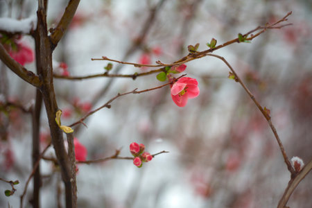 Plum blossom covered with snow in winter, close-upの写真素材