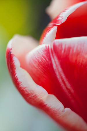 Close-up of beautiful colored tulipsの写真素材