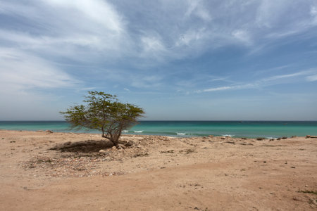 A single tree by the beach with a cloudy skyの写真素材