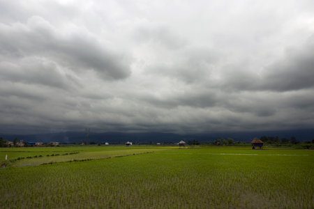 Rice paddy with resting edges for farmers and cloudy skiesの写真素材