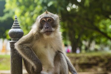 Monkey sitting near a pole chillingの写真素材