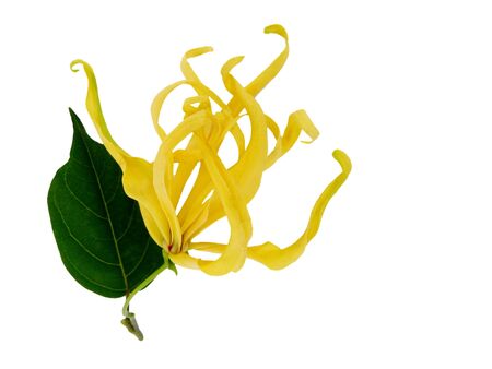Ylang-Ylang, Cananga odorata flower, green leaf isolated white background with copy spaceの写真素材