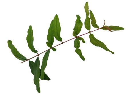 Green leaves of pomegranateの写真素材