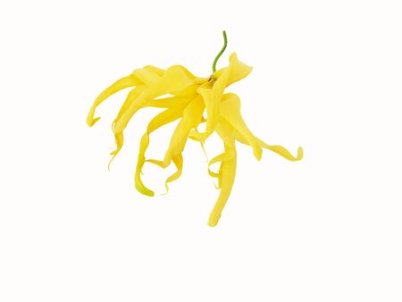 Ylang-Ylang, Cananga odorata flower isolated white background with copy spaceの写真素材