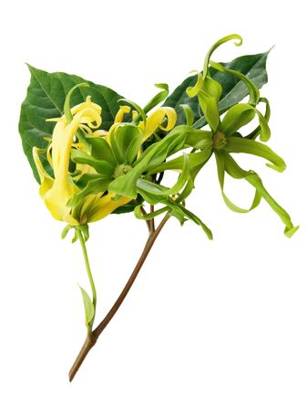 Ylang-Ylang, Cananga odorata blossom flowers, green leaf isolated on white backgroundの写真素材
