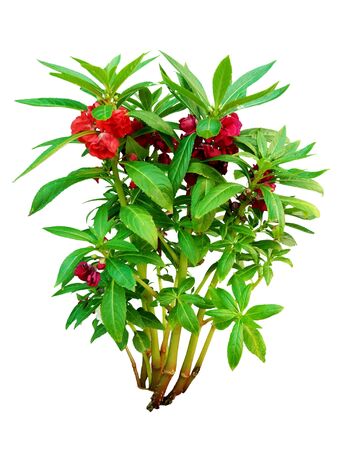 Garden Balsam flowers on plant on white backgroundの写真素材