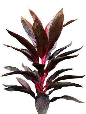 Cordyline, Dracaena palm, Red leaves plant, Hawiian call Ti plant isolated on white backgroundの写真素材