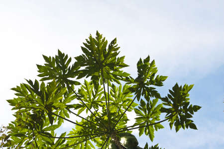 papaya tree and leaves