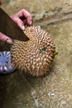 tropical durian fruit