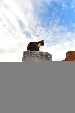The cat in ancient town Epehus Turkeyのeditorial素材