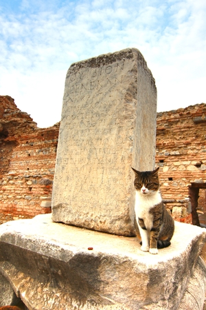 The cat in the ancient town Epehus Turkeyの写真素材