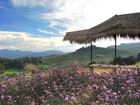 The beautiful flower garden in chiangmai thailandの写真素材