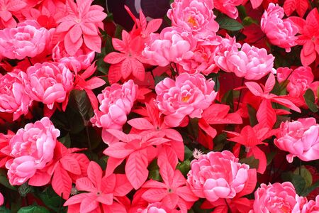 The pink flower backgroundの写真素材