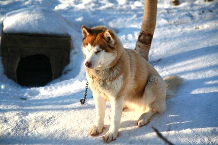 Siberian husky in Husky park , Murmansk Russiaの写真素材