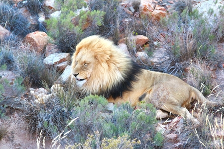 The lion safari in cape town , south africa
