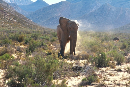 The elephant safari in cape town , south africaの写真素材