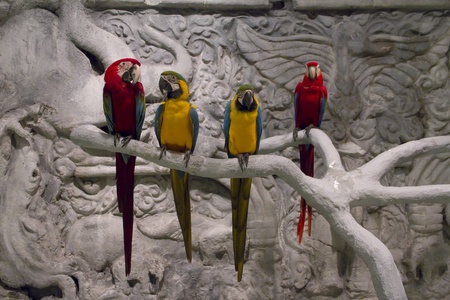 Parrotの写真素材