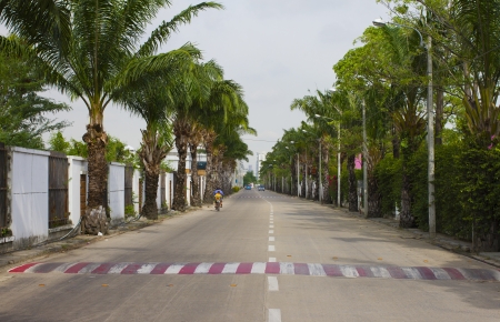 Perspective Street Treeの写真素材