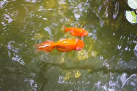 oranda lionhead Goldfishの写真素材