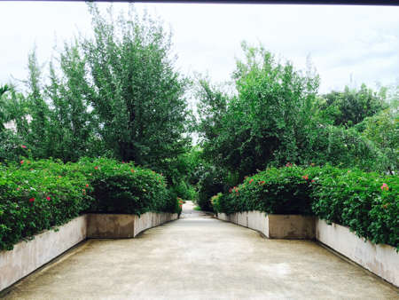 road to the gardenの写真素材