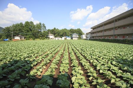 vegetable gardenのeditorial素材