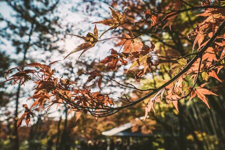 Red Tree Orange Leaf Autumn