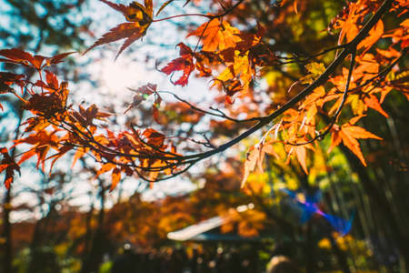 Red Tree Orange Leaf Autumnの写真素材