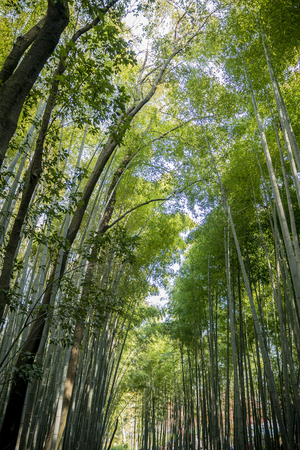 Japanese bamboo forestの写真素材