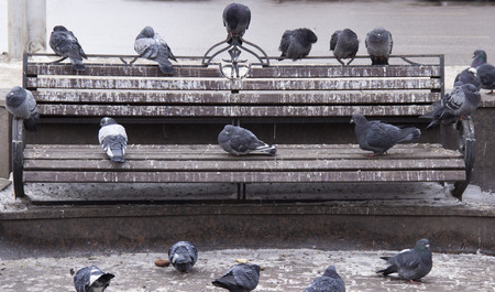 Pigeons on the bench of the city Park.の写真素材