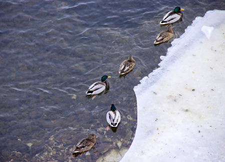 People feed ducks on the river.の写真素材