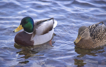 People feed ducks on the river.の写真素材