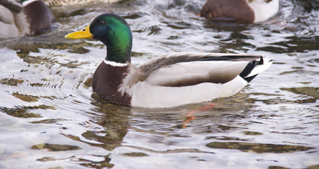 People feed ducks on the river.の写真素材