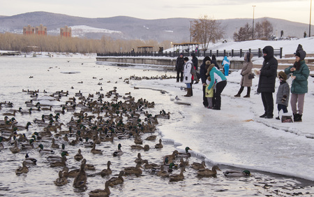 People feed ducks on the river.のeditorial素材
