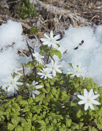 The first flowers in the snow.の写真素材
