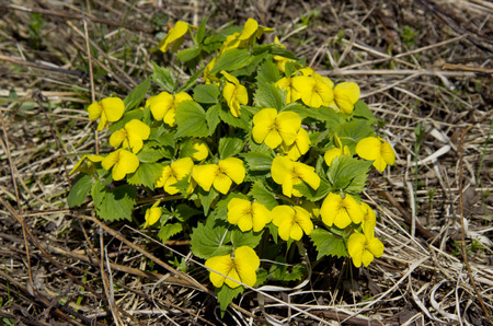 The first spring flowers.の写真素材