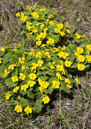 The first spring flowers.の写真素材