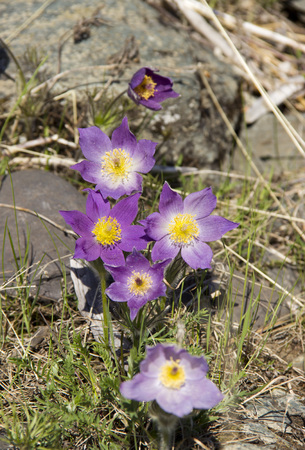 The first spring flowers.の写真素材