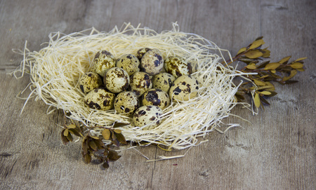 Quail and Easter eggs.の写真素材