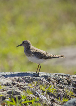 One bird on the rock.の写真素材