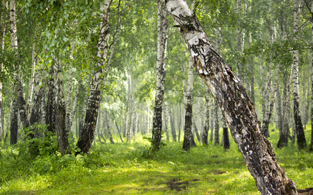 Birch grove in the forest.の写真素材