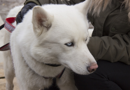Sled dog Siberian husky.の写真素材
