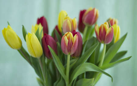 Bouquet with tulips.の写真素材
